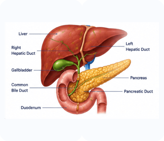 Hepato-Pancreato-Biliary Surgery